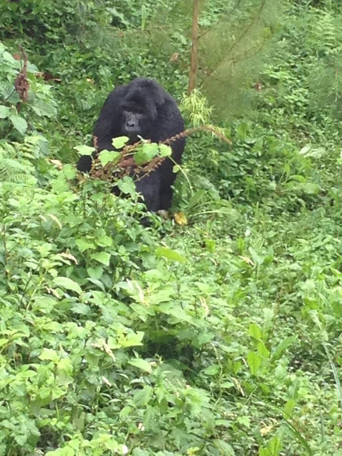 Rushaga Gorilla Lodge Bugambira Exteriör bild